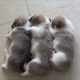 3 cutest puppies 2019 - Sleepy Puppy falls asleep