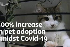 300% increase in pet adoption amidst Covid-19