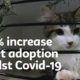 300% increase in pet adoption amidst Covid-19