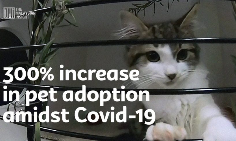 300% increase in pet adoption amidst Covid-19