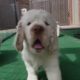 60 Seconds Compilation of Cute Puppies #1
