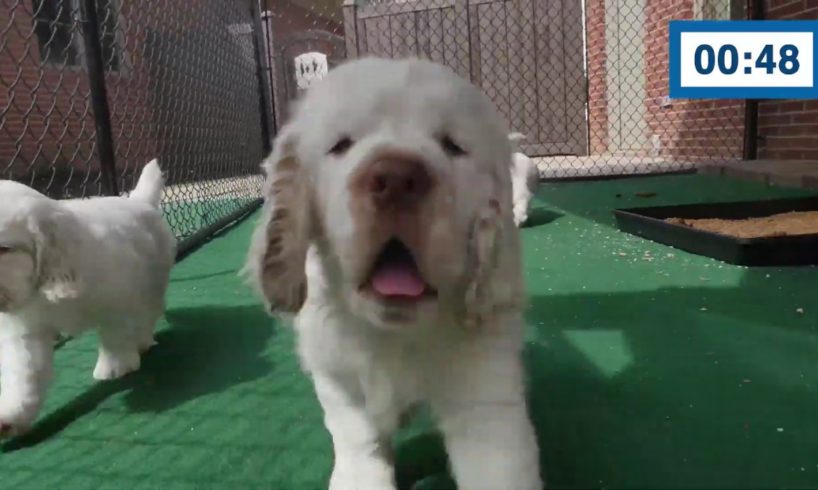 60 Seconds Compilation of Cute Puppies #1