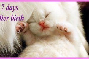 ✔️ 7 Days After Birth | British Shorthair kitten | NewBorn Cute Kitten