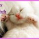 ✔️ 7 Days After Birth | British Shorthair kitten | NewBorn Cute Kitten