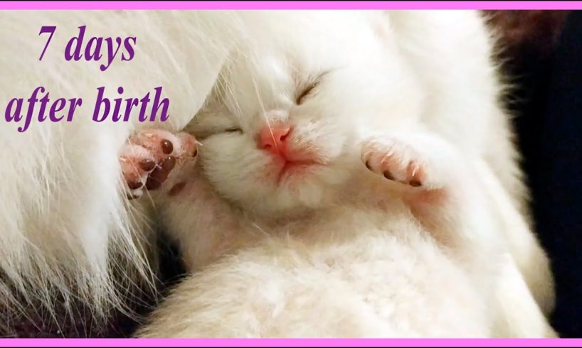 ✔️ 7 Days After Birth | British Shorthair kitten | NewBorn Cute Kitten