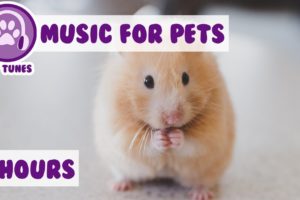 8 Hours of Soothing Music for Pets! Calm Anxiety and Reduce Bad Behaviour with Calming Pet Music! ?