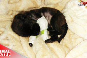 A Heartbroken Story of Rescuing Little Injured Puppy