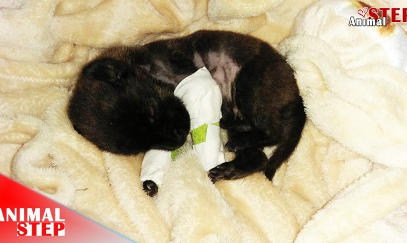 A Heartbroken Story of Rescuing Little Injured Puppy