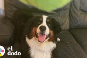 A este perro le encantan las bolas de tennis | El Dodo