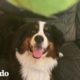 A este perro le encantan las bolas de tennis | El Dodo