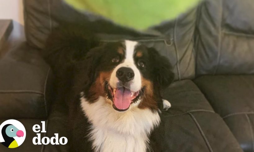 A este perro le encantan las bolas de tennis | El Dodo