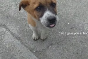 A family of cute puppies and dogs  living on the street!!!Need love