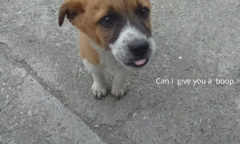 A family of cute puppies and dogs  living on the street!!!Need love