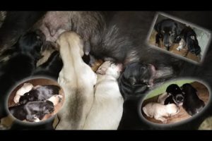 AMAZING Dog Give Birth to 5 little Cute Puppies