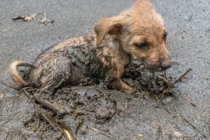 AMAZING GIRL SAVE LITTLE PUPPY STUCK IN MUD | Rescue Animals