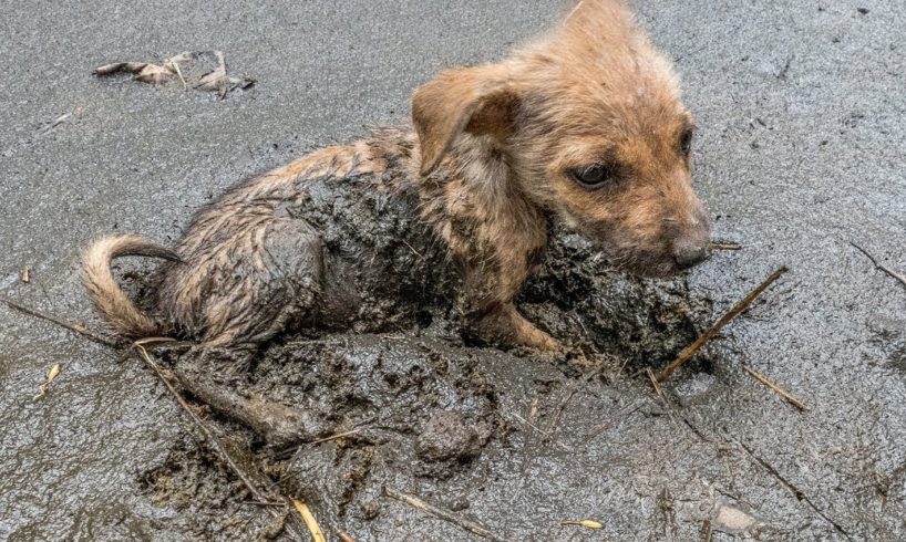 AMAZING GIRL SAVE LITTLE PUPPY STUCK IN MUD | Rescue Animals