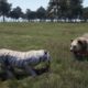 ANIMAL FIGHTS - Tiger VS Grizzly & more