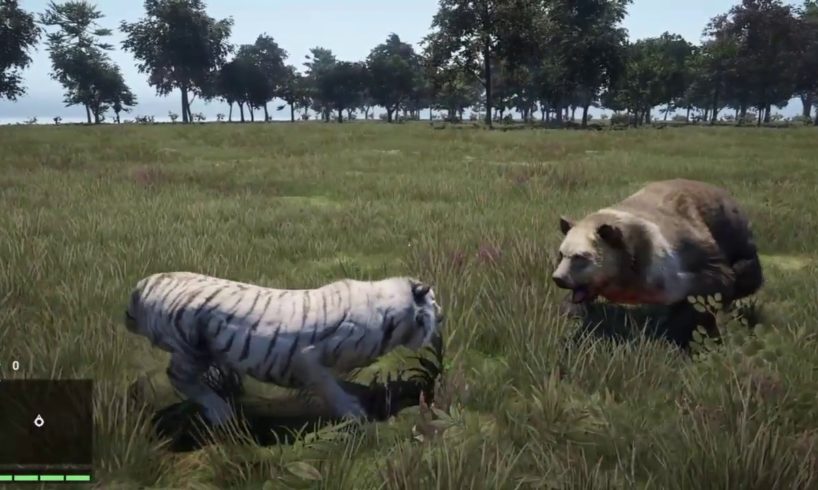 ANIMAL FIGHTS - Tiger VS Grizzly & more