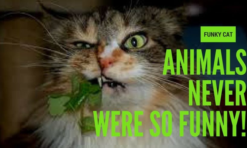ANIMALS NEVER WERE SO FUNNY - Funny Compilation