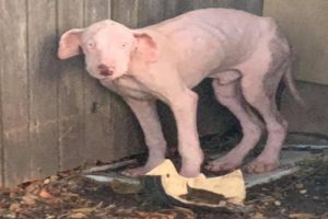 Abandoned Dog with Horrible Mange and Skin Infection Gets Rescued