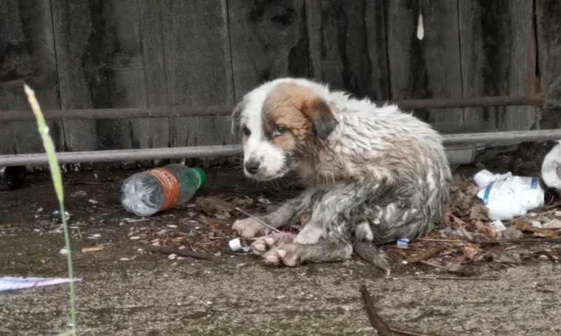 Abandoned puppy in terrible condition crying for help.
