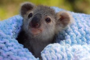 Adorable Baby Koala Rescued