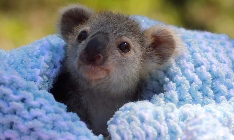 Adorable Baby Koala Rescued