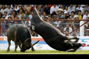 Amazing Buffalo Fight #1 - Buffalo Fighting Viet Nam Festival  2017