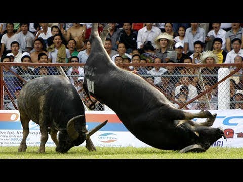 Amazing Buffalo Fight #1 - Buffalo Fighting Viet Nam Festival  2017
