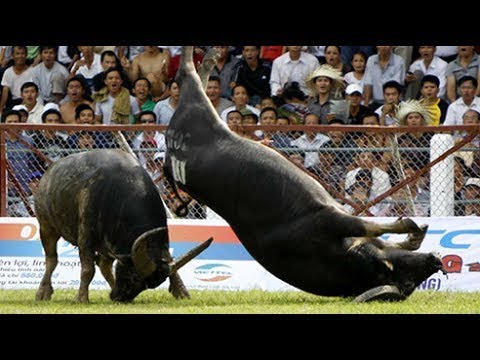 Amazing Buffalo Fight #1 - Buffalo Fighting Viet Nam Festival 2017