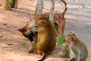 Amazing Dog and monkey Vdo/ Dog VS Monkey tube