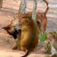 Amazing Dog and monkey Vdo/ Dog VS Monkey tube