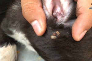 Amazing Rescued Puppy Tick Removal | Removal Tick On Skin