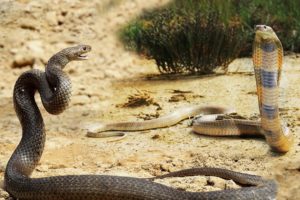Amazing Snake FIght For Matting| King Cobra vs Cobra | Most Amazing Attack of Animals
