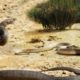 Amazing Snake FIght For Matting| King Cobra vs Cobra | Most Amazing Attack of Animals