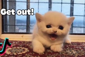 Angry Little Cat - Aww Cute Tik Tok Dogs And Cats Video 2020 | Pets Paws