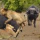 Animal Fight: Buffalos attacks Lion