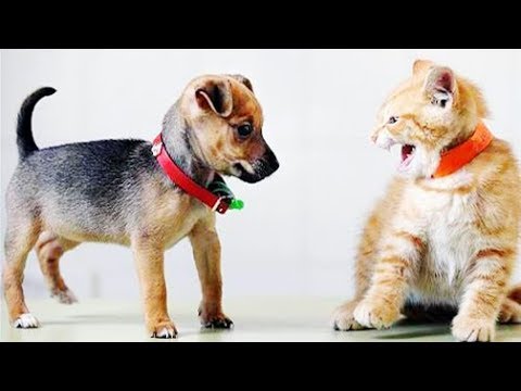 Animal Fights| Dogs vs Cats - Funny Animal Fighting Compilation #16 | Funny Pie