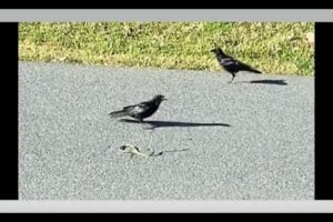 Animal Fights! Green Grass Snake Vs ENTIRE Flock Of Crows! Who Wins?