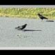 Animal Fights! Green Grass Snake Vs ENTIRE Flock Of Crows! Who Wins?