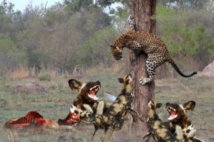 Animals Fighting For Foods Leopard vs Hyena, Wild dog | Amazing the Strongest Big Cat ULTIMATE FIGHT