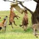 Animals Fighting For Foods Lion vs Hyena, Wild dog | Amazing the Strongest Big Cat ULTIMATE FIGHT