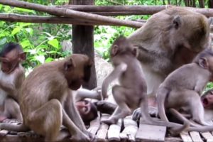 ?Animals Monkeys?Watch monkey eating drink pure water and baby cute playing