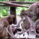 ?Animals Monkeys?Watch monkey eating drink pure water and baby cute playing