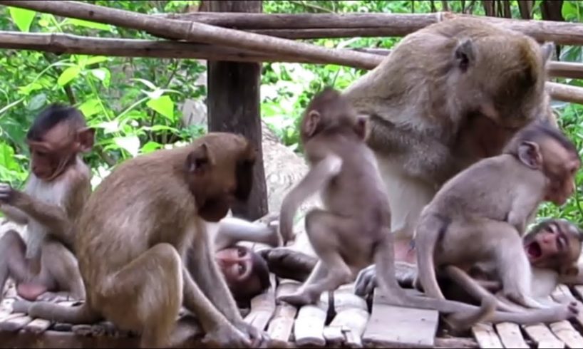 ?Animals Monkeys?Watch monkey eating drink pure water and baby cute playing
