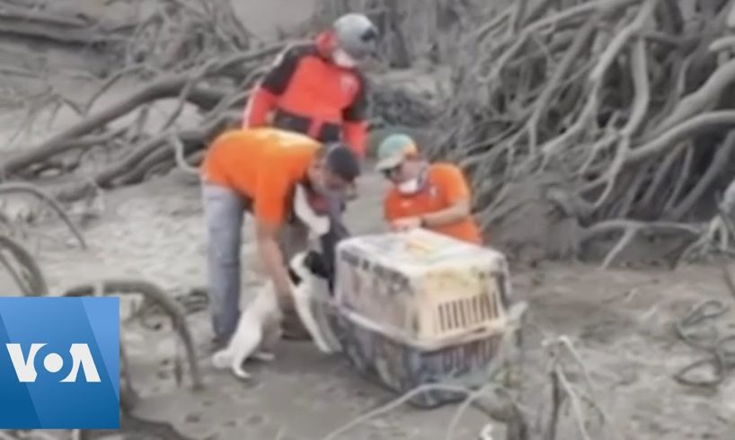 Animals Rescued From Philippines Volcano Devastation