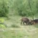 Animals fight | Warthog VS Dogman fight