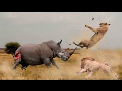 Animals fight -village life video - cow fight - animal vs man fight