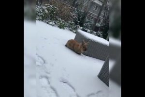 Animals playing in the snow !