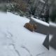 Animals playing in the snow !